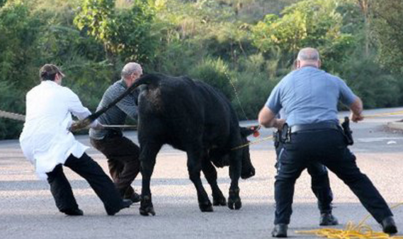 bull