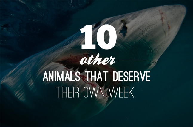 10-other-animals-that-deserve-their-own-week