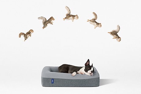 The Casper Dog Mattress