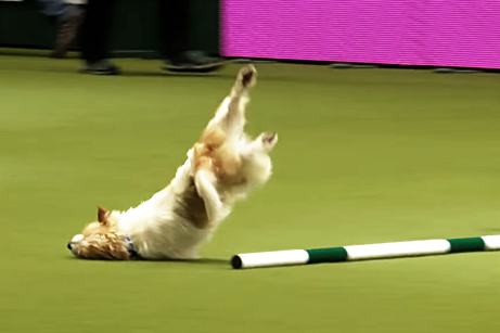 Olly the Jack Russell is Way Too Excited for Competitions