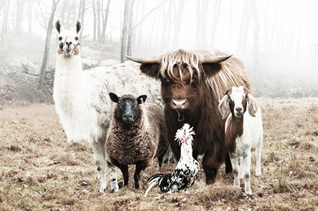 The Animals about to Drop 2017’s Hottest Albums