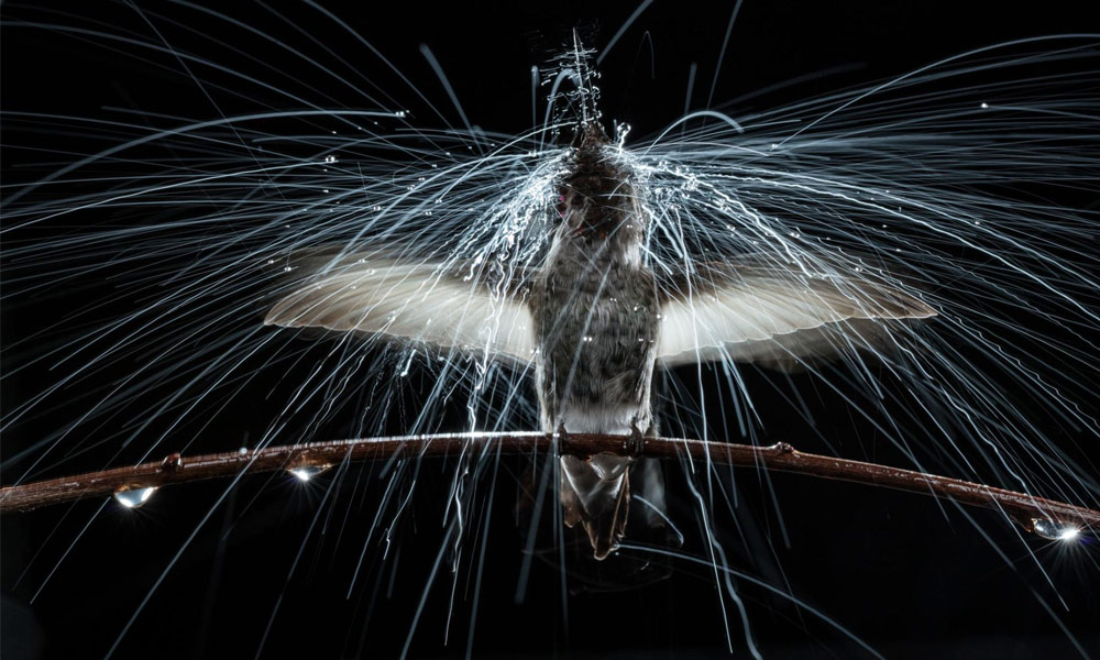 National Geographic’s Best Photos of 2017