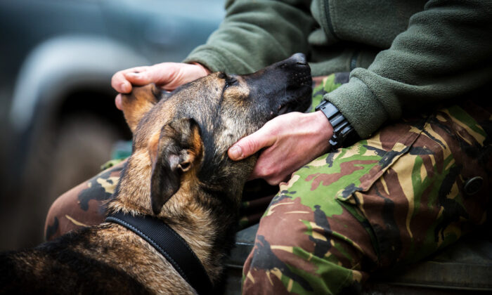 The Kennel Club Dog Photographer of the Year Winners
