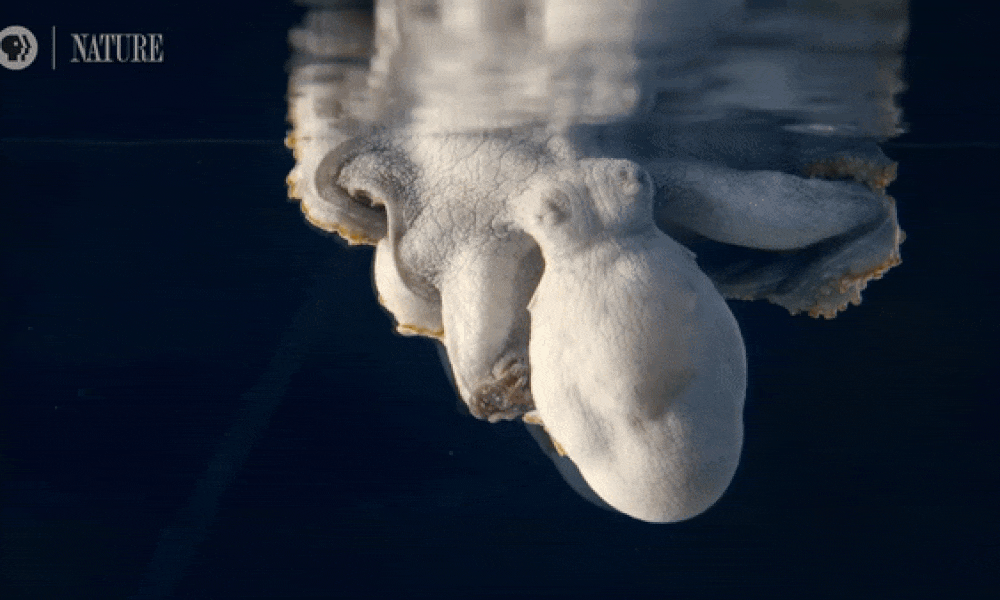 sleeping-octopus