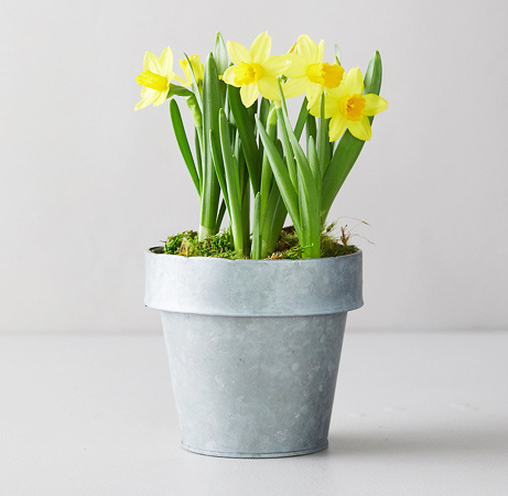 Terrain Tete a Tete Daffodil Bulbs