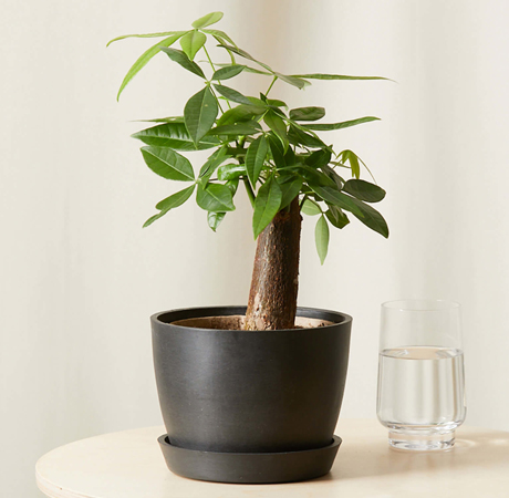 Mini Money Tree