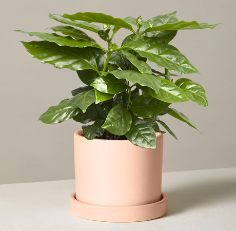 Coffee Plant