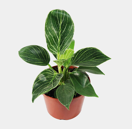 Philodendron Birkin