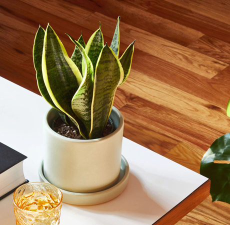 Snake Plant Laurentii