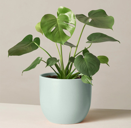 Monstera Deliciosa