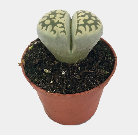 Living Stone Plant