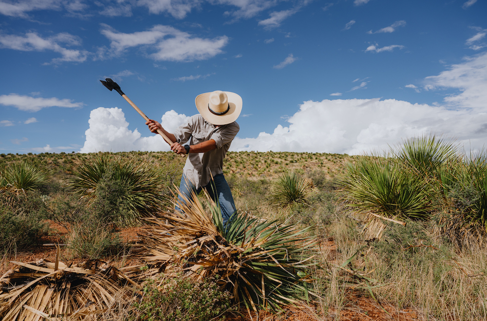 If You Like Tequila and Mezcal, Then It’s Time You Get To Know Sotol
