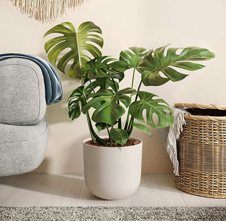 A Plant From Easyplant