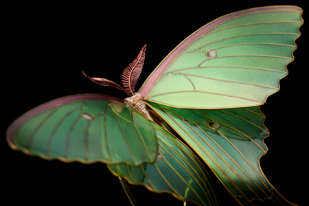 Remarkably Detailed Resin-and-Wire Hairpins by Sakae Mimic Elaborate Wings and Petals