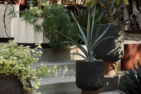 A Big Plant Is the Statement Piece You Didn’t Know You Needed