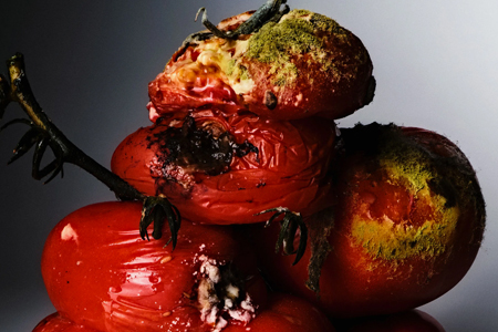 The Decomposition of Rotten Tomatoes
