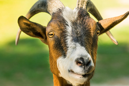 The Reason We Call People Blamed for Things “Scapegoats”