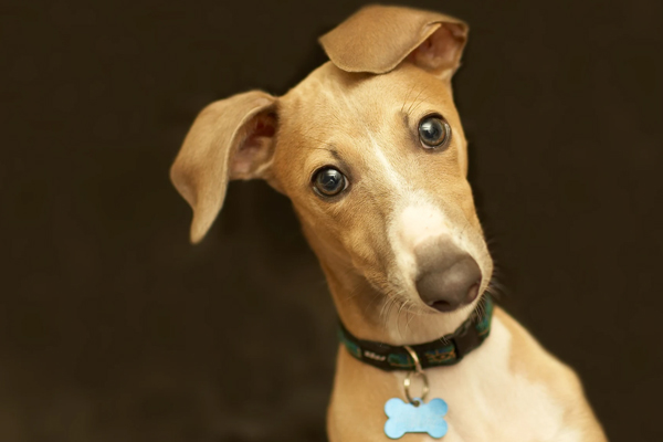 America’s 25 Most Popular Dog Names