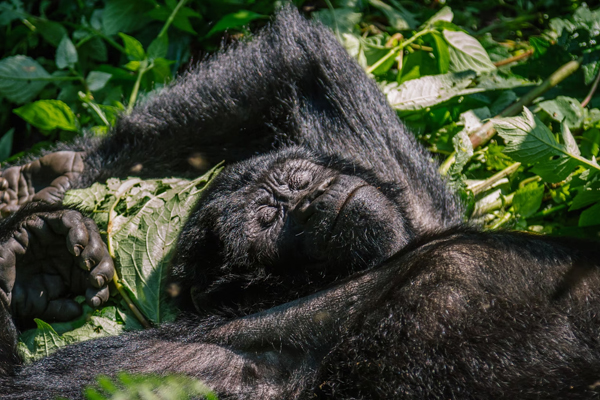 Evolution Didn’t Wire Us for Eight Hours of Sleep
