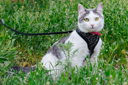 Should You Take Your Cat For a Walk? Shockingly, Yes
