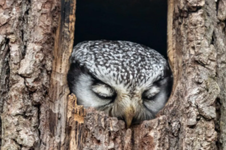 How Do Birds Sleep?
