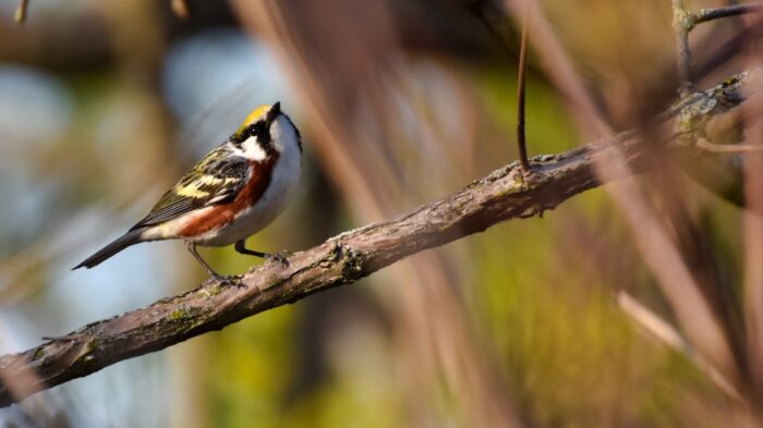 Withrow-BWAB-ChestnutSidedWarbler