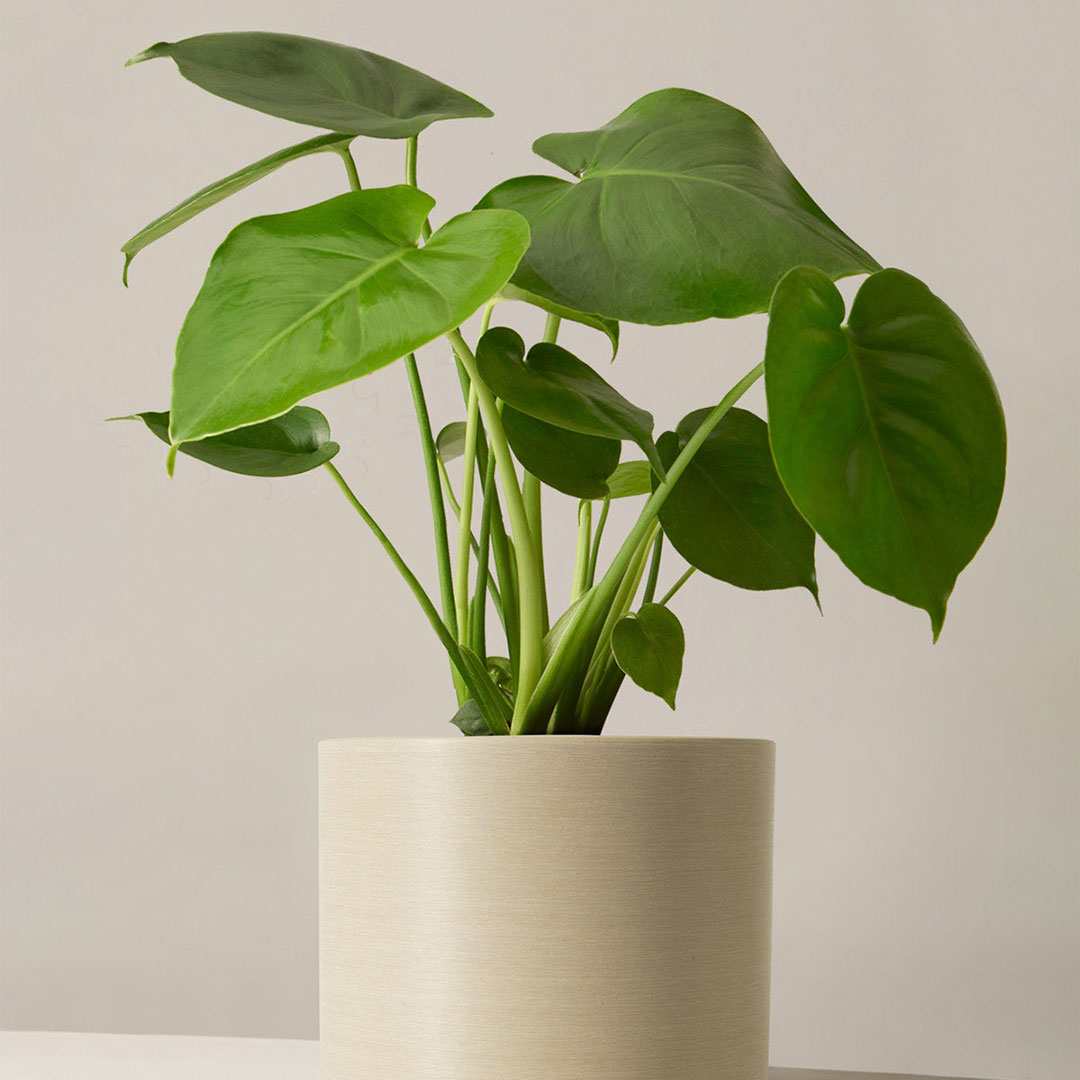 The Sill Monstera Deliciosa - 26% Off
