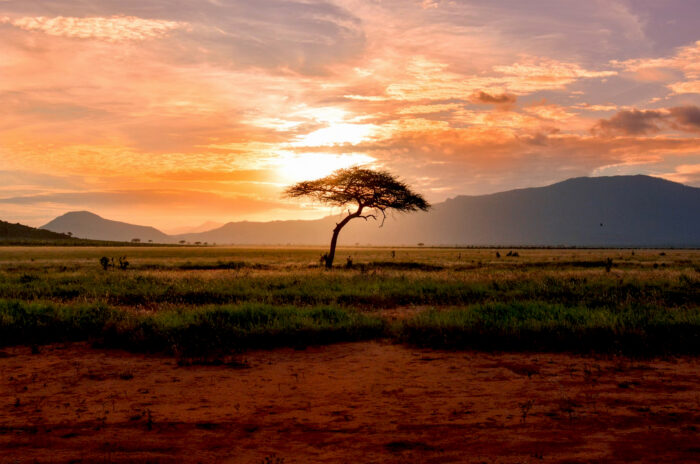 An-African-Safari-Is-a-Dream-Trip,-if-You-Come-Prepared-With-These-5-Key-Things