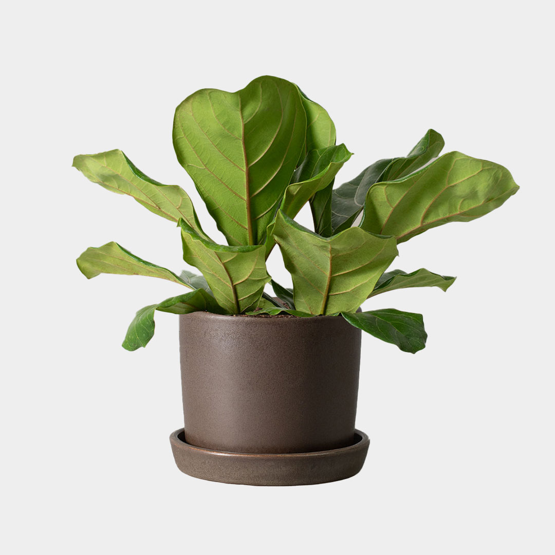 Fiddle Leaf Fig - 38% Off