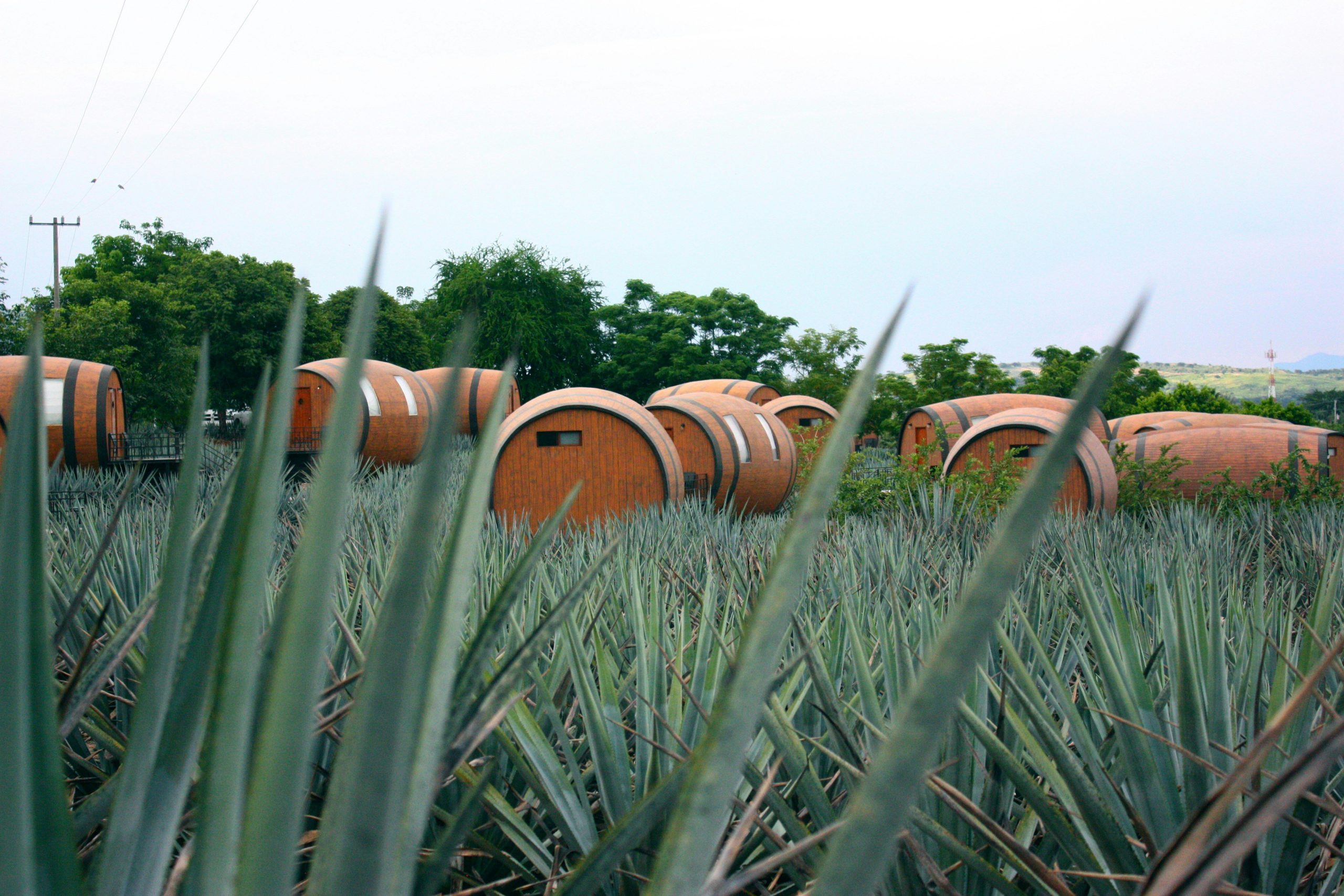 The 5 Best Añejo Tequilas for Whiskey Lovers