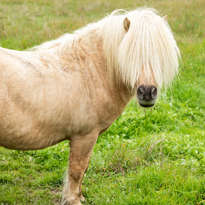 Why Do We Call Someone a “One-Trick Pony”?