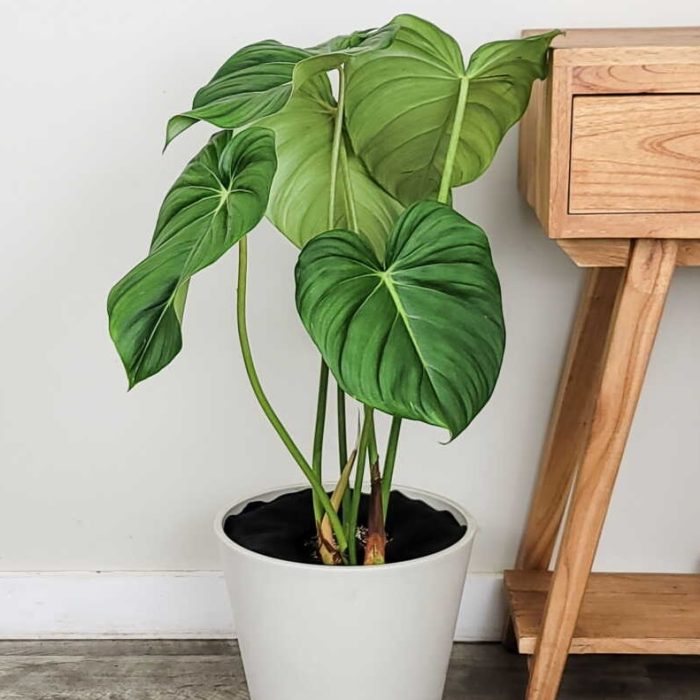 PlantVine Philodendron McDowell