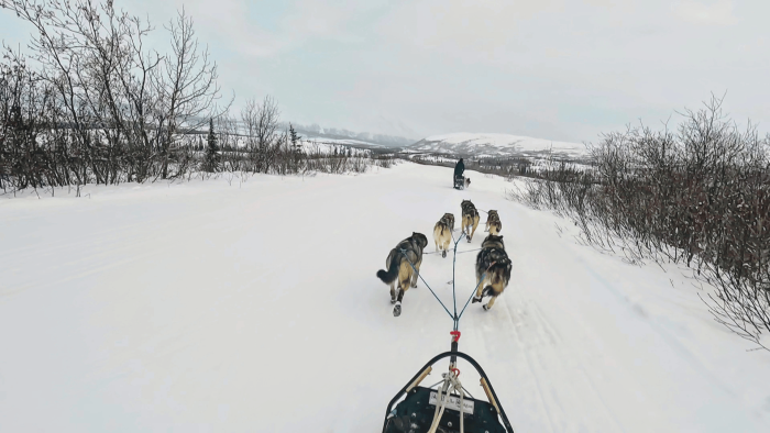 Dog Mushing Through Alaska